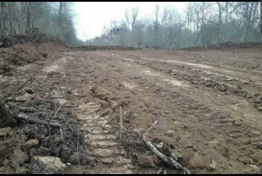 ترک فعل مدیران در جنگل‌خواری الیمالات نور رسیدگی خواهد شد